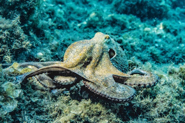 An octopus