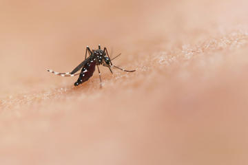 A mosquito pictured on human skin