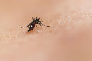 A mosquito pictured on human skin